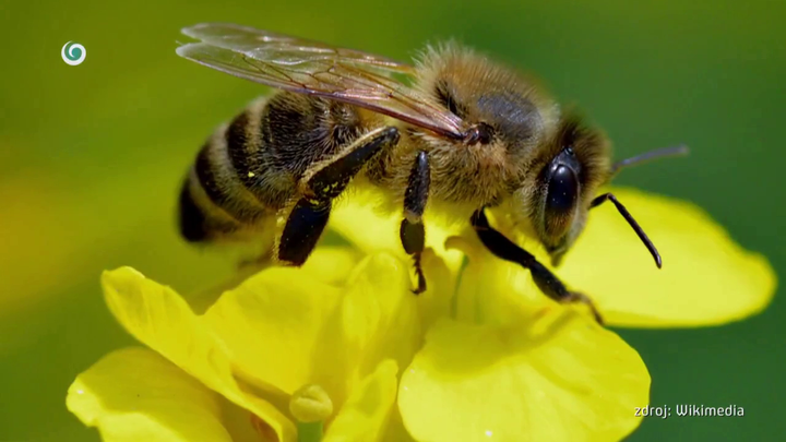 Nova zahrada - vcely